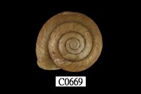 藏品(左旋蝸牛)的圖片